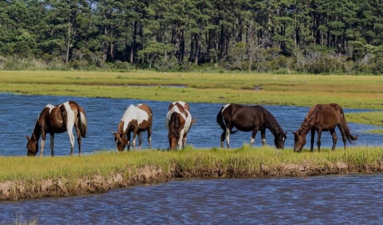 Ponies in a salt marsh on the Chincoteague Island Refuge.